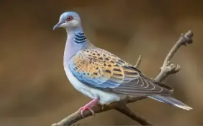 رصد طائر القمرى بمحافظة طريف بالسعودية.. أبرز الطيور المهاجرة محل اهتمام هواة الصيد
